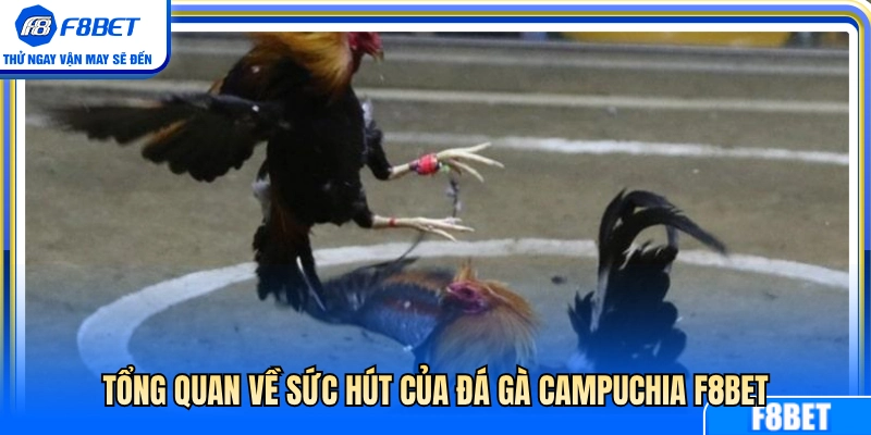 Đá Gà Campuchia F8BET – Cách Theo Dõi Kèo Và Diễn Biến Trận 2 Tìm hiểu sức lôi cuốn của đá gà Campuchia F8BET