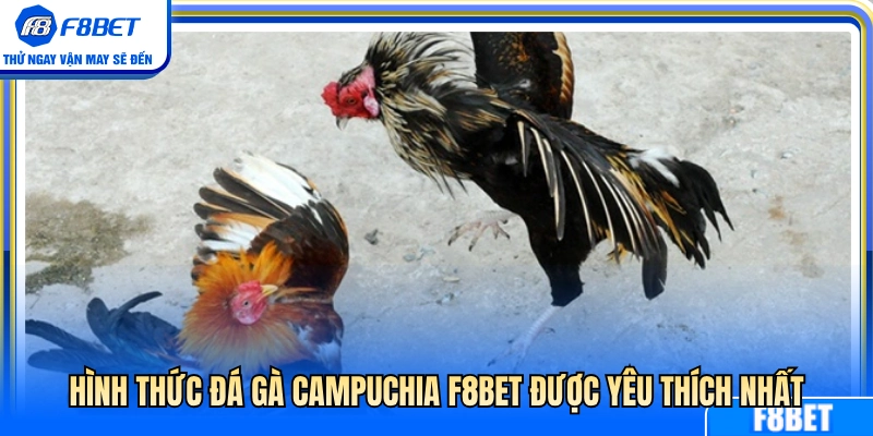 Đá Gà Campuchia F8BET – Cách Theo Dõi Kèo Và Diễn Biến Trận 3 Những kiểu chơi gà Campuchia F8BET được ưa chuộng