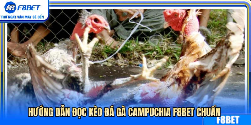 Đá Gà Campuchia F8BET – Cách Theo Dõi Kèo Và Diễn Biến Trận 4 Cách xem bảng kèo đá gà Campuchia F8BET cực chuẩn