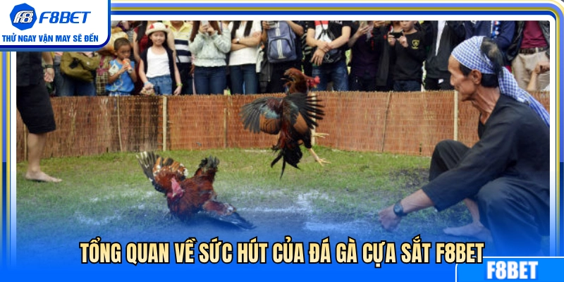 Đá Gà Cựa Sắt F8BET – Những Điểm Nên Quan Sát Trước Trận 2 Nét đặc sắc tạo nên sức hút đá gà cựa sắt F8BET