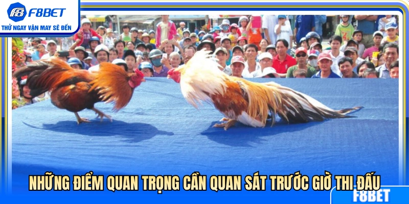 Đá Gà Cựa Sắt F8BET – Những Điểm Nên Quan Sát Trước Trận 3 Các chi tiết quan trọng nên theo dõi trước giờ đấu