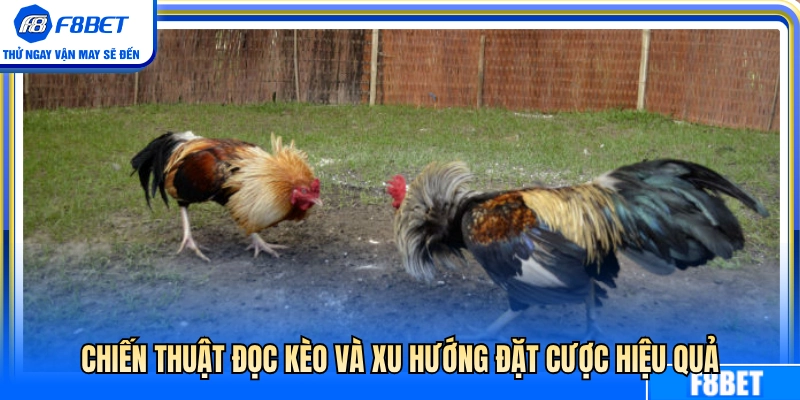 Đá Gà Cựa Sắt F8BET – Những Điểm Nên Quan Sát Trước Trận 4 Bí quyết soi kèo và đón đầu xu hướng cược thắng lớn